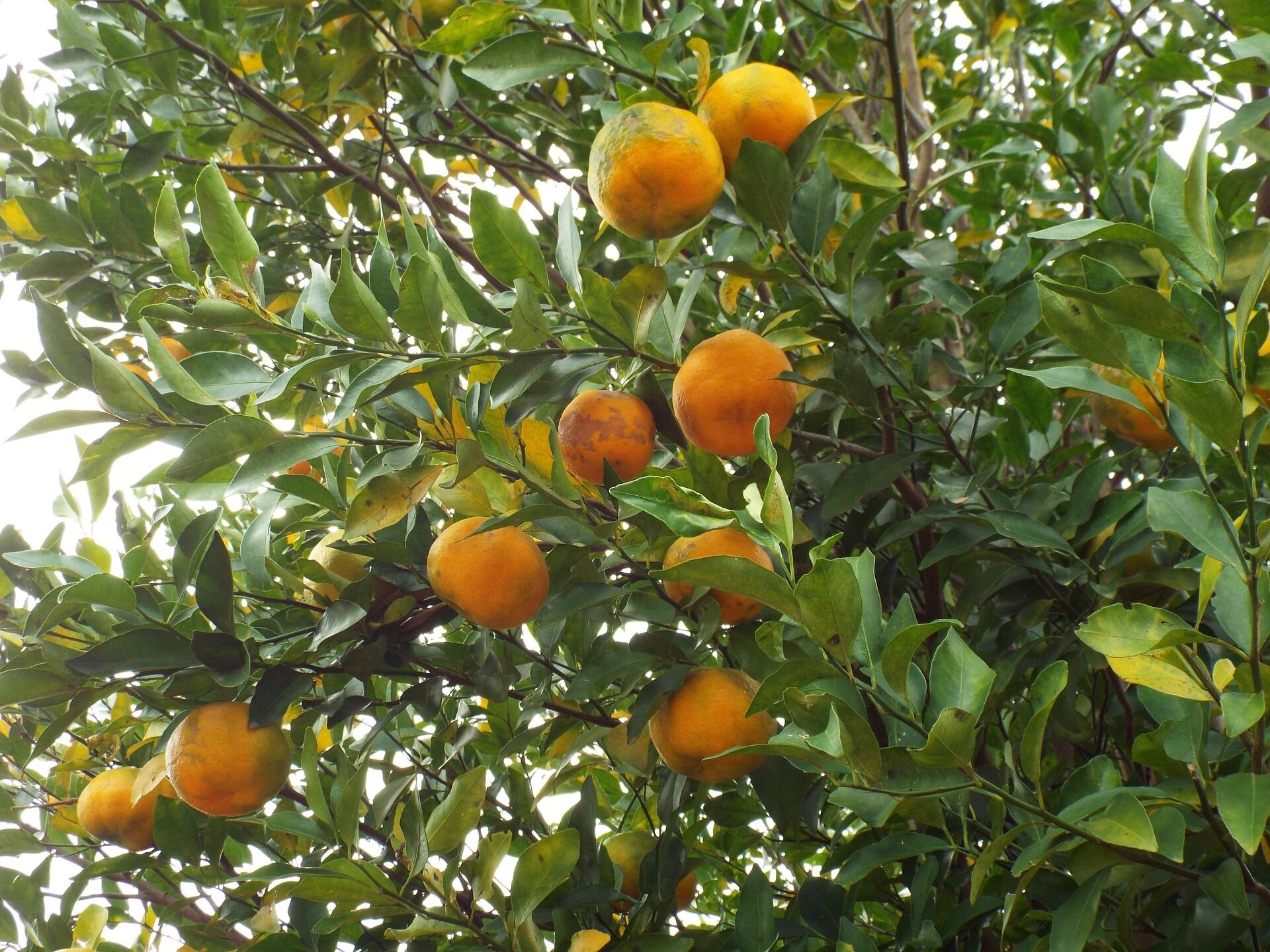 fruit-355096_1920